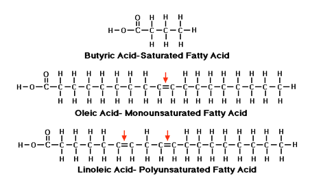 Dietary Fats Temperature And Your Body Functional