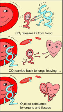 Bohe effect: more oxygen is released in those tissues that have higher absolute and/or relative CO2 values